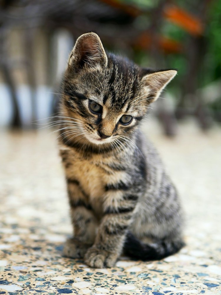 Gatito en consulta