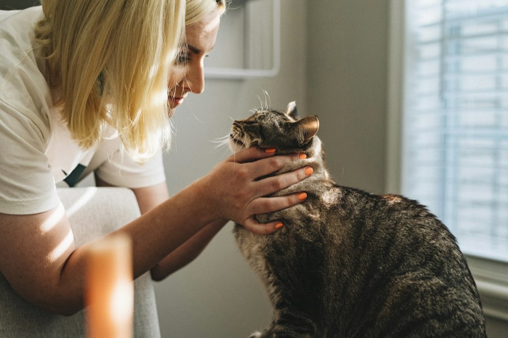 Veterinaria acariciando a un gato durante la consulta